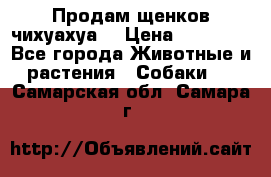 Продам щенков чихуахуа  › Цена ­ 10 000 - Все города Животные и растения » Собаки   . Самарская обл.,Самара г.